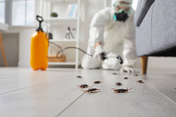 Commercial Kitchen Cockroach Control in Chelsea